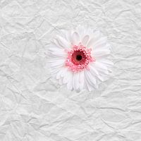 Bloem op papier