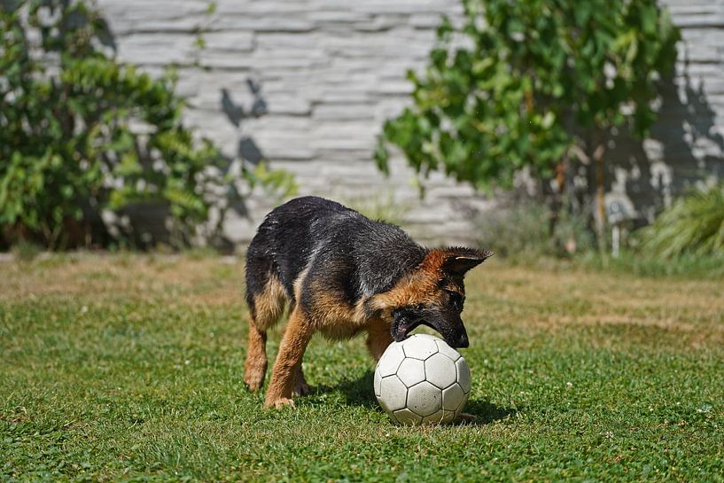 Shepherd dog (puppy) playing with soccer by Babetts Bildergalerie