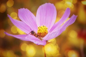 Abeille heureuse