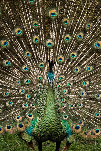 LA LUMINOSITÉ MAJESTUEUSE