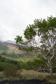 Sizilien von Michelle van Merrienboer // Fotograaf omgeving Etten-Leur // Natuur, katten, huisdieren, branding, bedrijf.