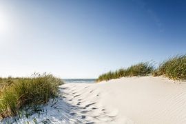 Dune dream on Fischland / Darß by Ursula Reins