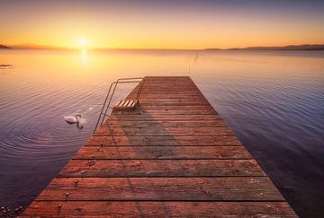 Houten pier aan het Trasimenomeer en een zwaan van Stefano Orazzini
