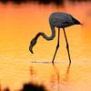 Flamingo tijdens zonsondergang van Femke Ketelaar