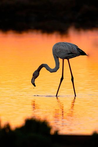 Flamant rose au coucher du soleil