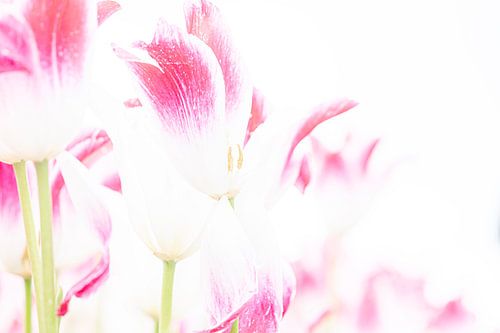 Tulip Fantasy