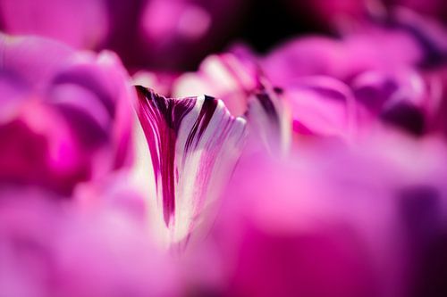 Ein besonderer Blick in ein violettes Tulpenfeld