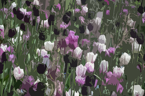 Tulpen