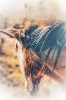 Wilde Mähne in der Herbstsonne