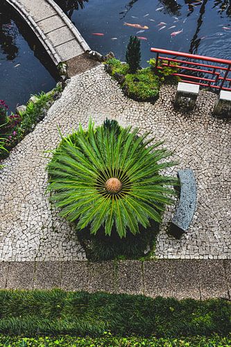 Palmier avec carpe koï