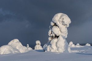 Winter landschap met sneeuw en rijp bedekte bomen