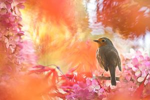 Herfstkleuren met roodborst von Teuni's Dreams of Reality