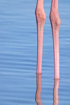 Rimpels op een Camargue flamingo (poten)