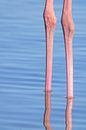 Rimpels op een Camargue flamingo (poten) van Kris Hermans thumbnail