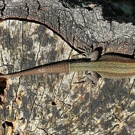 Waldeidechse von Matthias Brix