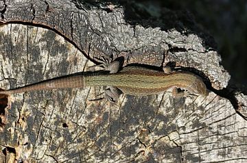 Wood lizard