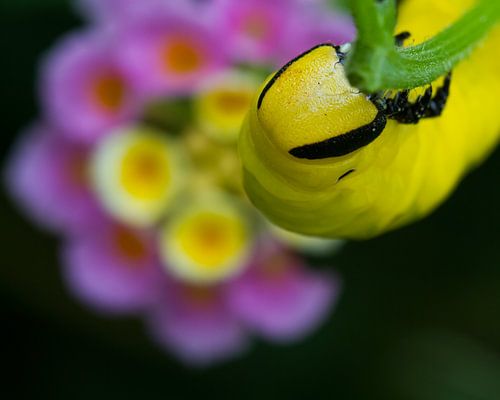 Die schlingende Molly von QEIMOY