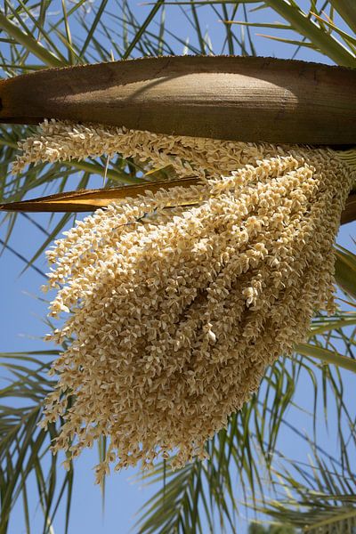 Blühende Dattelpalme und blauer Himmel von Adriana Mueller