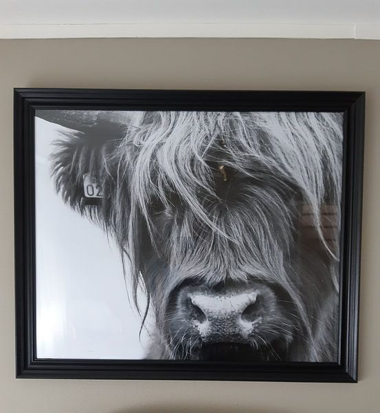 Customer photo: Portrait Scottish Highlander black and white by Sandra van Kampen, as poster