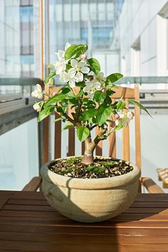 Appelboom bonsai van Heiko Kueverling