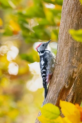 Middle spotted woodpecker by Sam Mannaerts