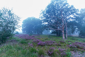 Landschaft