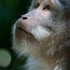 Courses de singes à Ubud, Bali. sur Blijvanreizen.nl Webshop