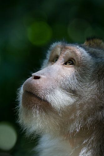 Monkey business at Ubud, Bali.