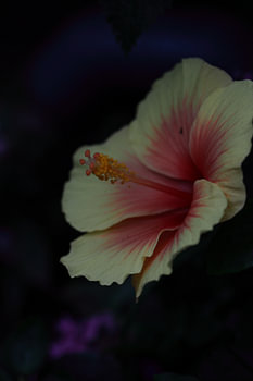 Hibiscus jaune pâle à la lumière du soir