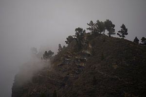 Bäume im Nebel auf dem Gipfel eines Berges