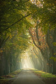 Sunbeams at  Riels Hoefke by Miranda Rijnen Fotografie