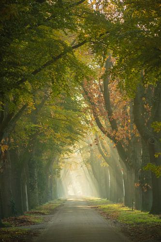 Zonneharpen bij het Riels Hoefke