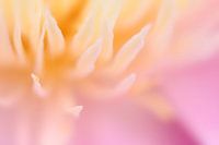 spring flower