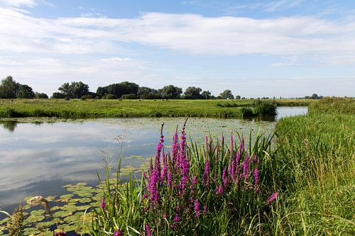 Nederlands landschap