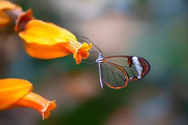 Glasflügler Schmetterling - Glasflügler Schmetterling von Albert Beukhof
