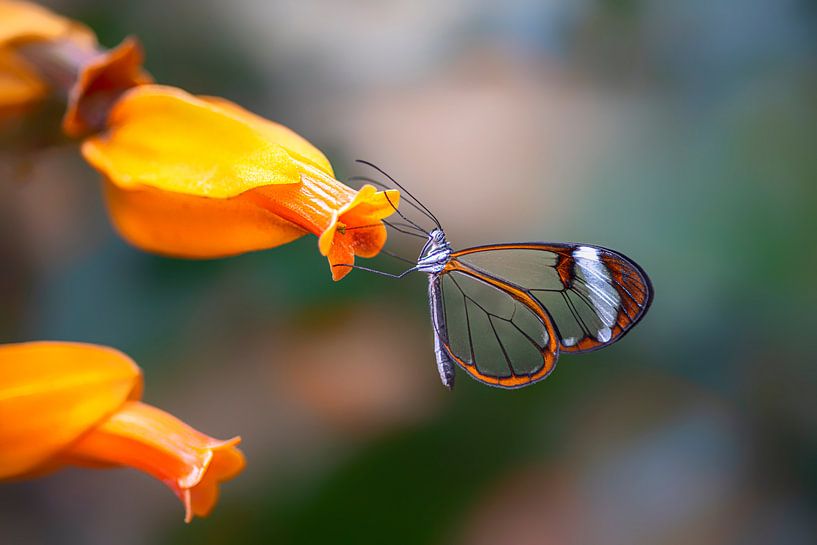 Glasswing butterfly - Glasswing butterfly by Albert Beukhof