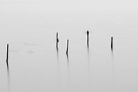 Piles at Drontermeer