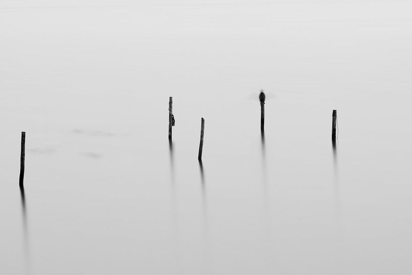 Piles at Drontermeer by Casper Smit