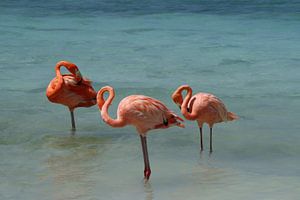 Flamingo's von Willemijn van Donkelaar