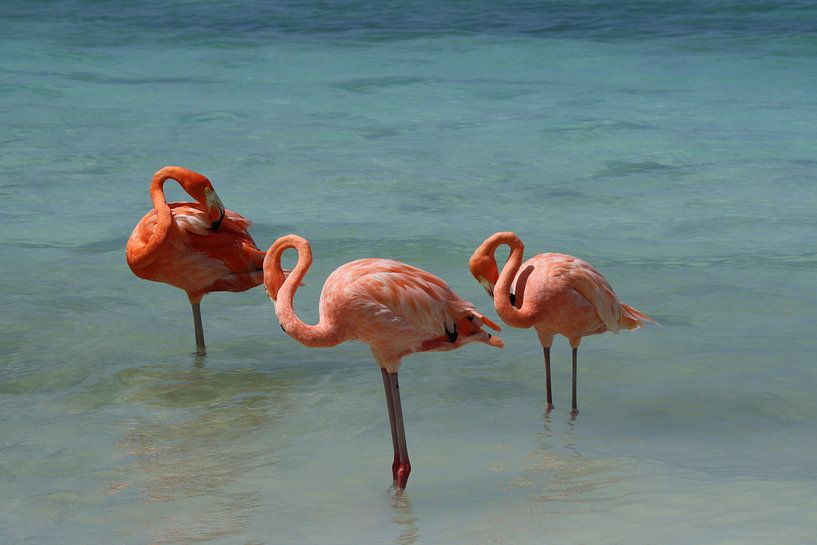 Flamingo's by Willemijn van Donkelaar