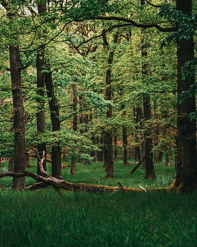 Kellerwald near Edersee