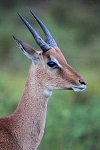 Impala (Aepyceros melampus) von Dirk Rüter