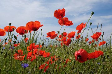 Lauter Poppys von Ostsee Bilder