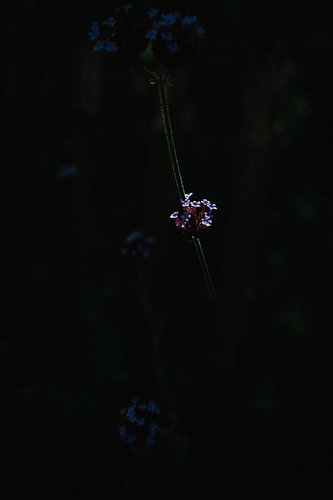 Bloom in the Dark