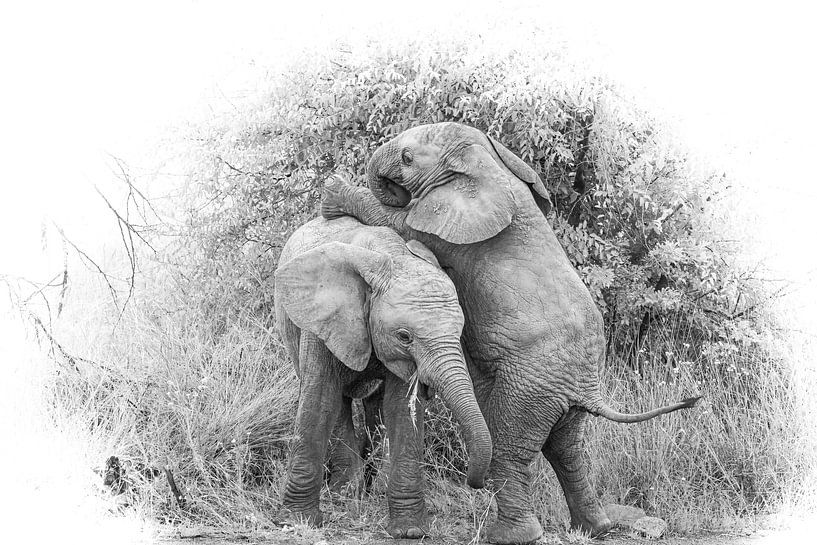 Miteinander spielende Elefantenbabys. von Gunter Nuyts