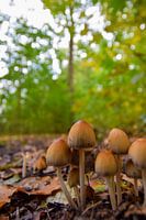 toadstools