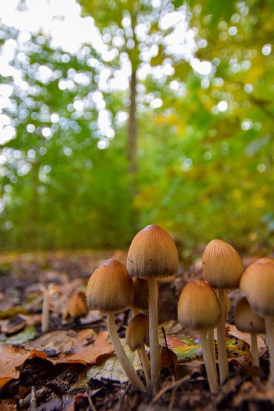 toadstools by Franziska Brückmann