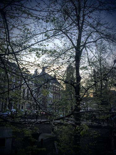 Dom Utrecht avond lente gracht (met bomen in bloei)