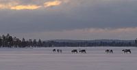 Rendieren in Pasvik Nationaal Park van Kai Müller thumbnail
