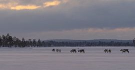 Reindeer in Pasvik National Park by Kai Müller